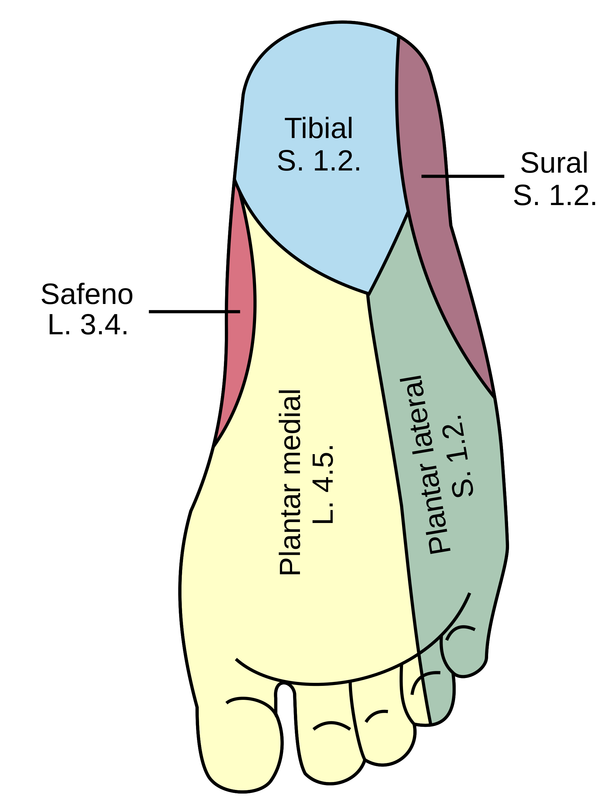 podologia estudio biomecanico ijsalut